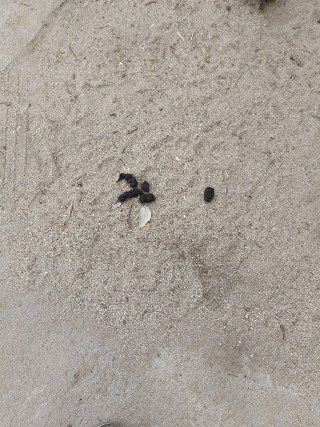 A la riera savet al davant de la ortopedia