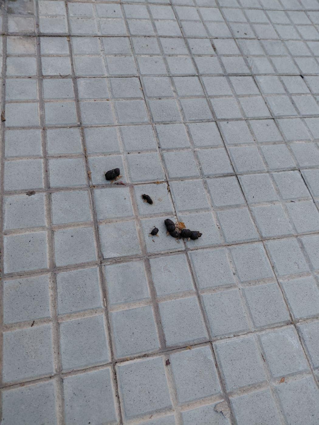 Al bell mig de la vorera