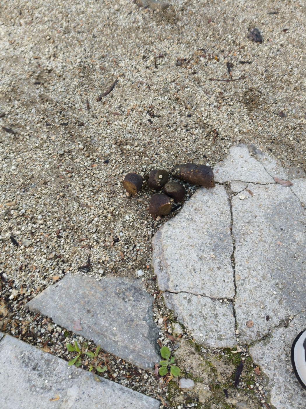 A l'inici del Marqués de barbara