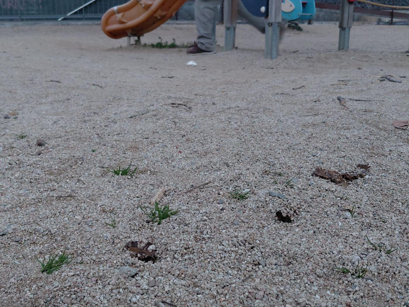 Caca a parc infantil de la masaa