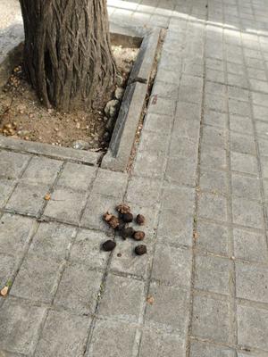 Una petita congregació de merdes